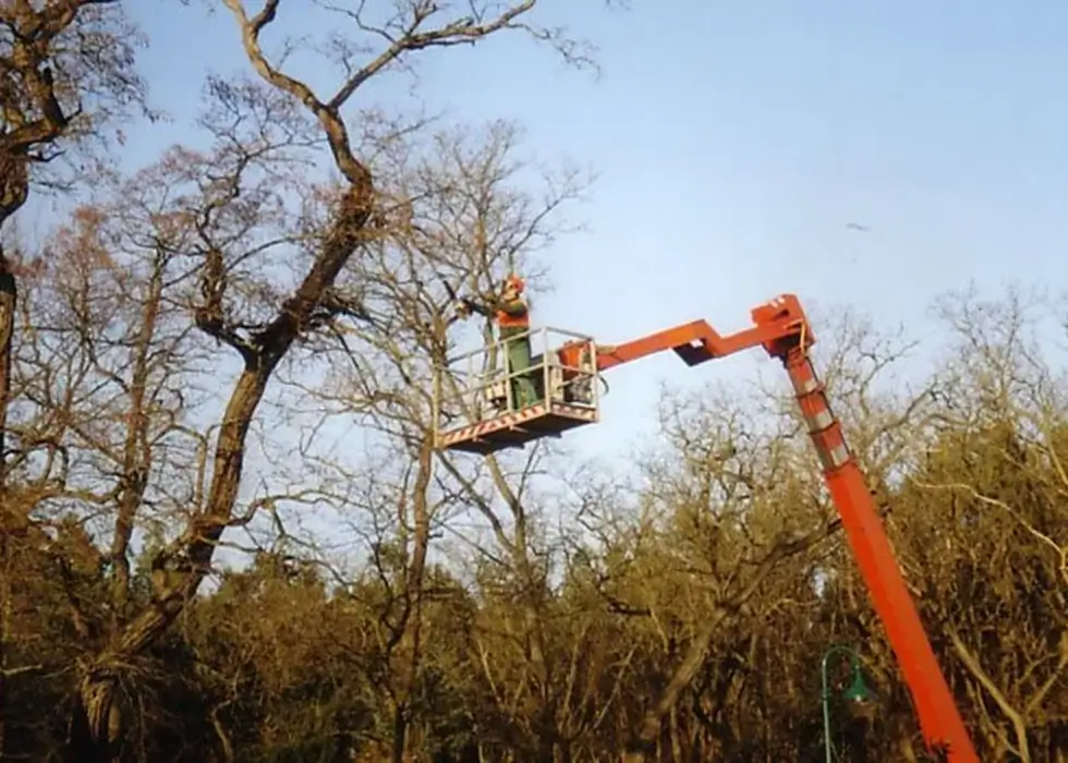 Ein Mitarbeiter steht auf einem großen Kran und schneidet Äste an einem Baum in großer Höhe ab