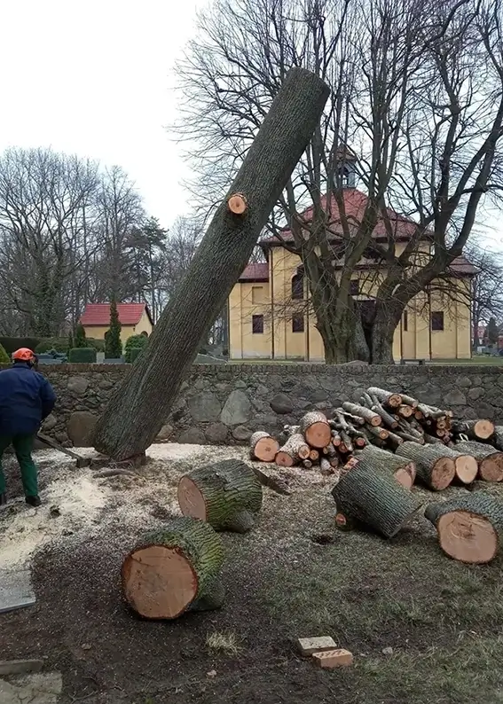 Ein großer Baum wird gefällt und in mehrere Stücke gesägt