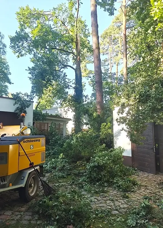 Baumschnitt in einem Garten an hohen Bäumen